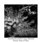 Funny Time of Year (feat. Anna Mitchell) - SomeRiseSomeFall lyrics
