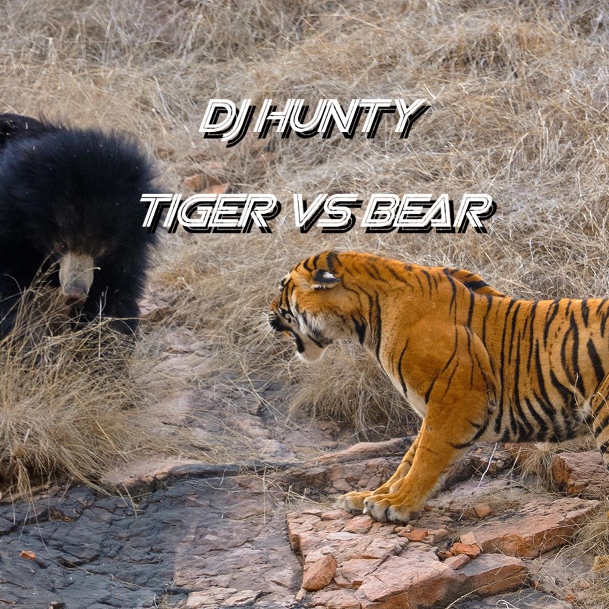 Hunty hump. Tiger vs Bear. Siberian Tiger vs Grizzly.