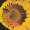 Circulado de Fulo - Caetano Veloso lyrics