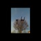 10 bucks - David Shawty lyrics