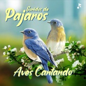 Sonidos de Pajaros - Aves Cantando Parte 10