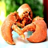 Lobster Served artwork