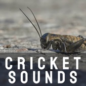 Cricket Sounds artwork