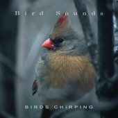 Lovely Birds - Bird Sounds