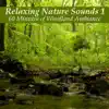 Relaxing Nature Sounds 1: 60 Minutes of Woodland Ambiance album lyrics, reviews, download