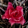 1960 - Red Roses
