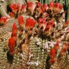 Cactus Dance - Single