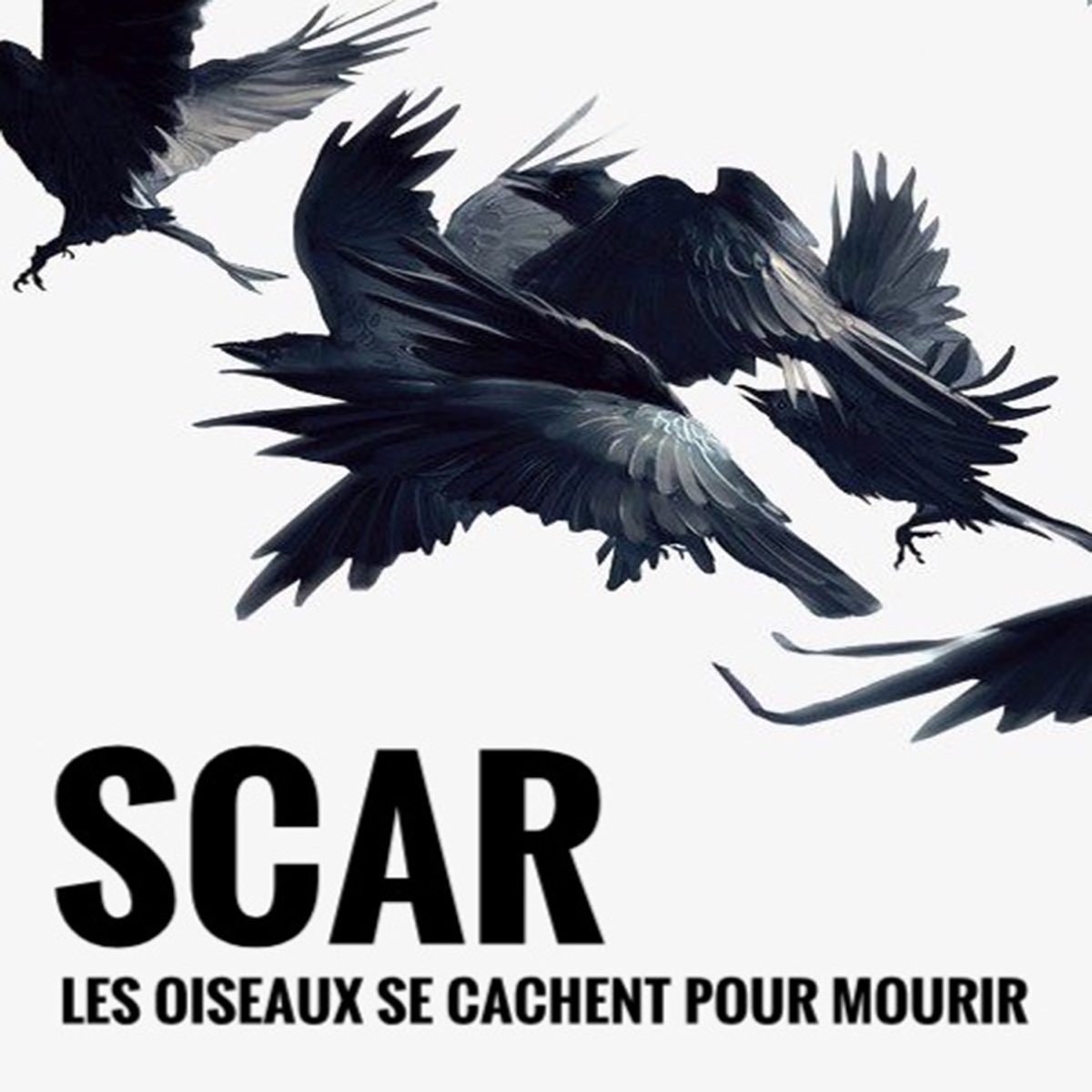 Artv Les Oiseaux Se Cachent Pour Mourir
