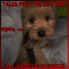 All American Classics - Petco Adventure