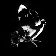 For The Night artwork