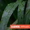 Darwin - Andrew Simpson lyrics