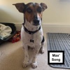 Max' Song - Single