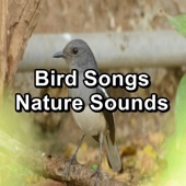 Birds Sounds artwork