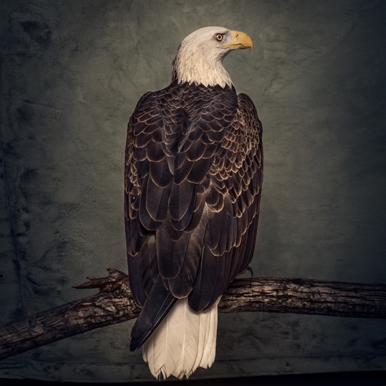 Cover artwork for Hot Bottom Feeder