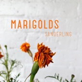 Sanderling - Marigolds