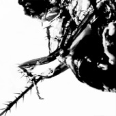 Roach Hiss artwork