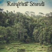 Rainforest Sleep Sounds artwork