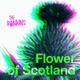 FLOWER OF SCOTLAND cover art