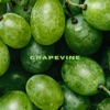 Grapevine - Single, 2021