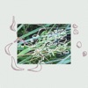Tristan Arp - Foraging Music