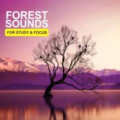 Rainforest Sounds artwork