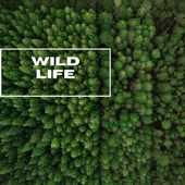 Wild Life - Forest Nature Sounds - EP artwork