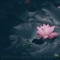 Lotus Unfolding artwork