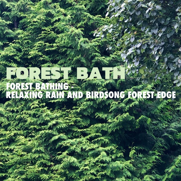 Forest Bathing: Relaxing Rain and Bird Song Forest Edge (Long Version Loopable)