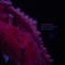 Blinking - KOENMA lyrics