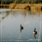 Sound Designers - Canada Geese Sounds To Sleep To