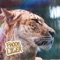 Liger - Frook lyrics