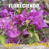 Floreciendo