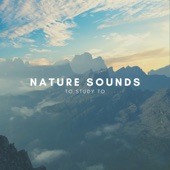 Nature Sounds To Study To artwork