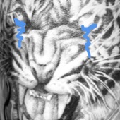 Tiger Cry Freestyle artwork