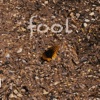 Fool - Single