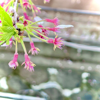 Flower raft - yamichrome & Megurine Luka