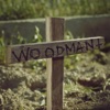 Woodman - Single