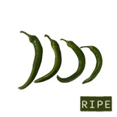 Ripe - Single