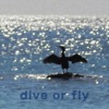 Dive Or Fly - Single