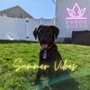 Summer Vibes - Single