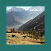bedbug - the next day