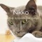 Niko - Forest lyrics