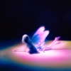 Butterfly Effect - Single