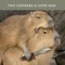 Capybara Song artwork
