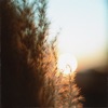 Morning Dew - Single