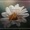 Akami, CAMPANINI - Don't Stop Me (Original Mix)