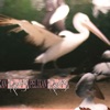 Pelikan - Single