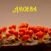 Amoeba - Single album lyrics, reviews, download