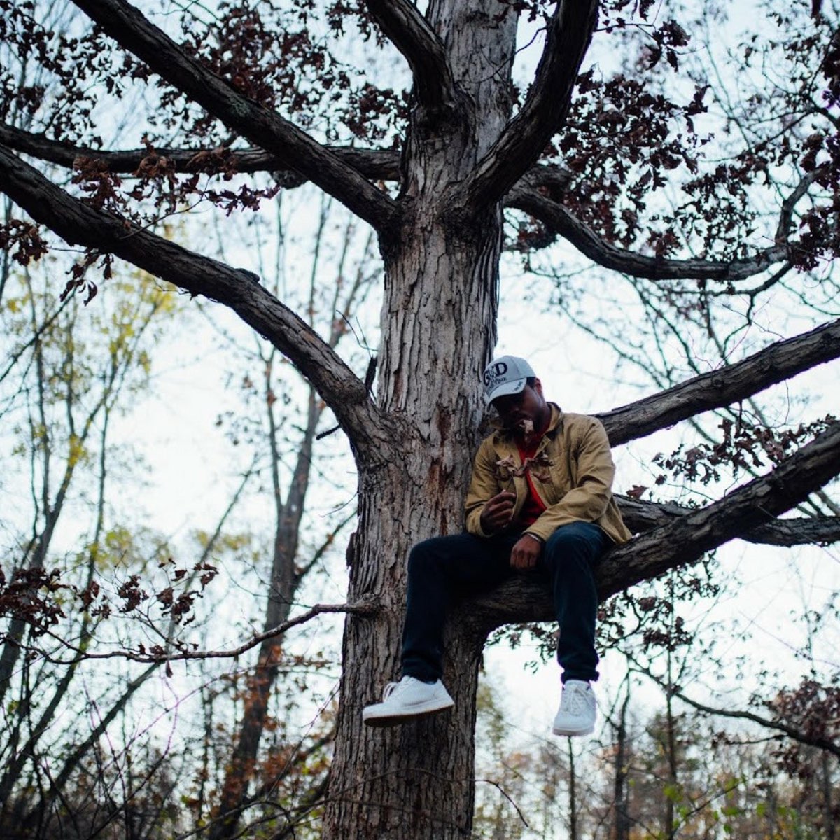 Послушать trees. Joey Batey Tree. Слушать дерево. Практика "дерево слушать.