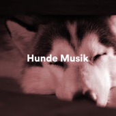 Hunde Musik: Entspannungsmusik für Hunde und Katzen artwork